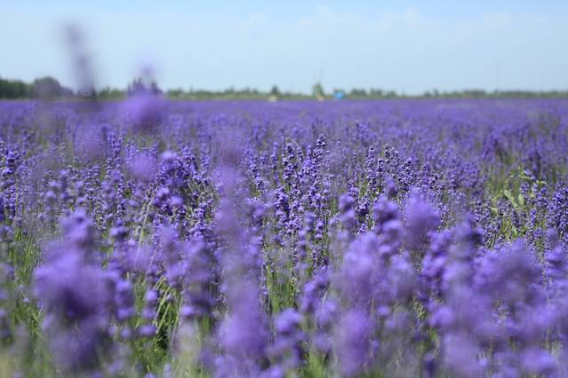 霍城65团薰衣草基地 