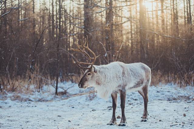 敖鲁古雅驯鹿乡