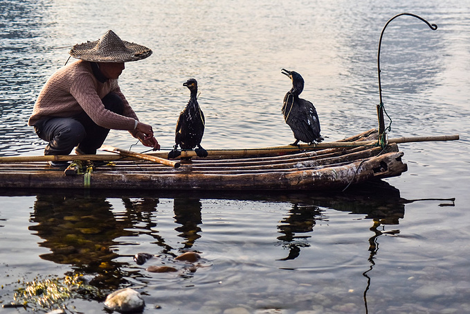 渔夫在竹筏之上带着两只鱼鹰准备到水中扑