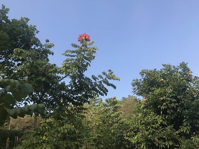 广垦(茂名)国家热带农业公园