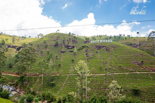 努瓦勒埃利耶茶园