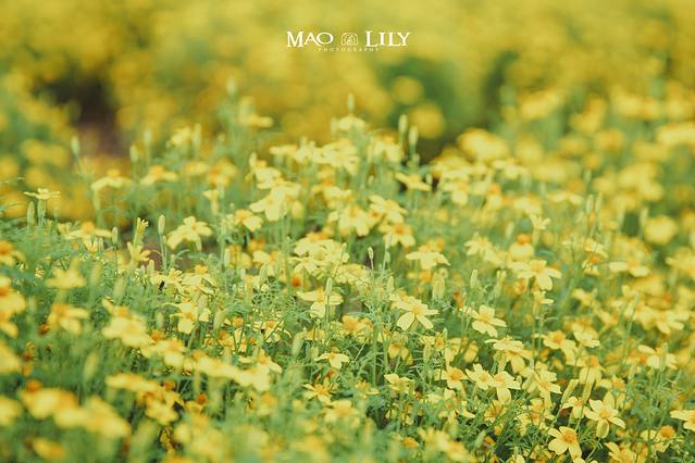 玉原薰衣草公园