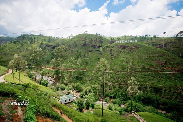 努瓦勒埃利耶茶园