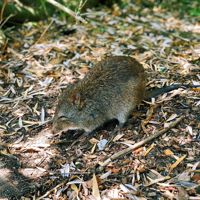 克莱兰德野生动物园