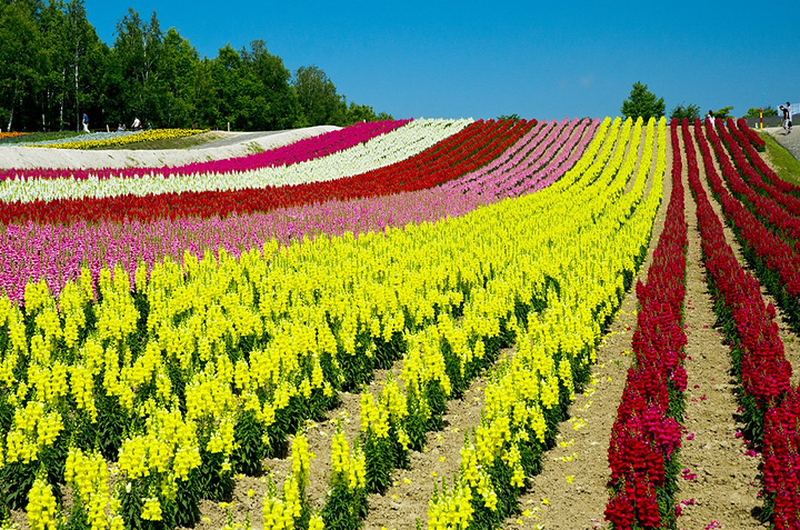 "昨天富田农场没完全开放的虞美人，在这里正在盛开着，还有一些叫不上名字的花儿，其中一种淡紫色的非常好看_四季彩之丘"的评论图片