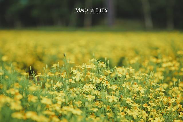 玉原薰衣草公园