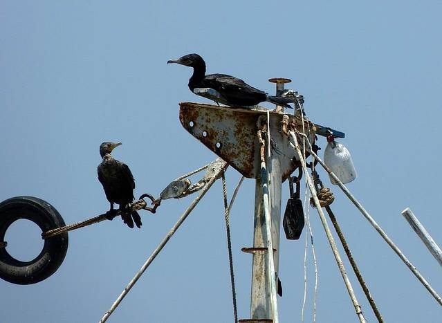 帕拉卡斯国家保护区