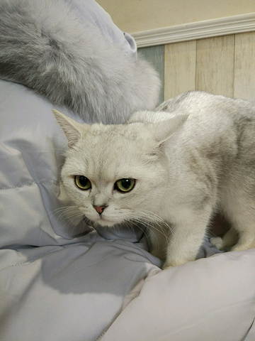 猫吃人也不能饿着,因刚才在胡同里已吃了大羊