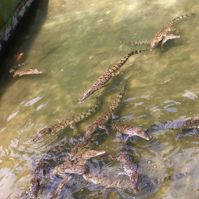 兰卡威鳄鱼公园