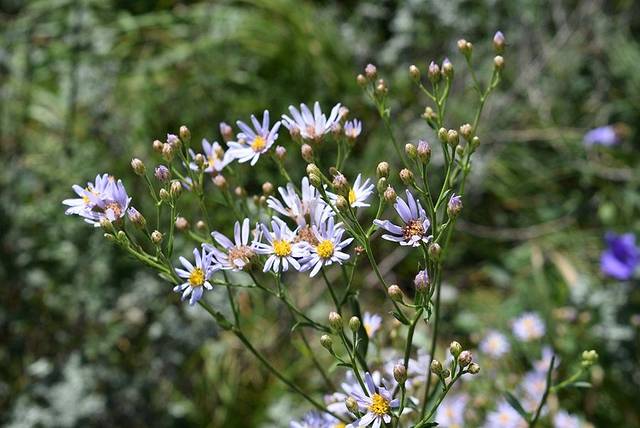 中国嵩顶国家森林公园