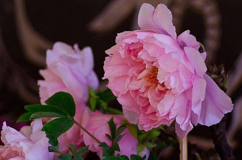 昙华寺旅游景点攻略图