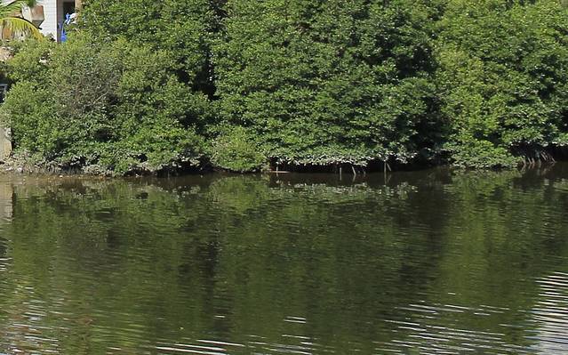 河西红树林公园