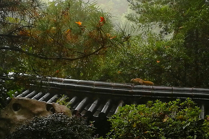 "西湖真的很大，许多景点虽然都在西湖畔，却相距甚远。比如雷峰塔和断桥就隔着一汪碧绿的湖水，两两相望_雷峰塔"的评论图片