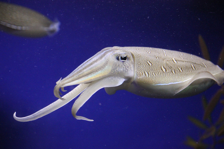 河流的效果反光有点厉害,意思就是说旁边那个白色的圣诞树上的灯会亮