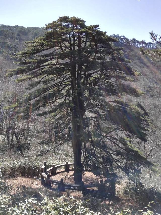 北海景区-团结松