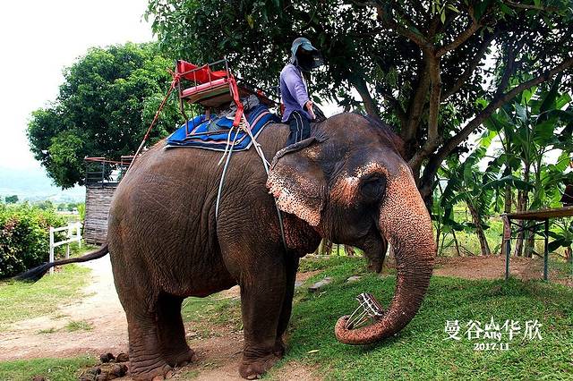 华欣山丘葡萄园