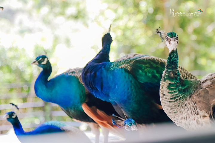 上一次去过了呀诺达,这次住的亚龙湾迎宾馆距