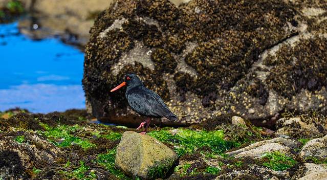 黄眼企鹅保护区