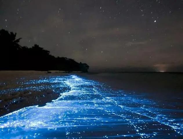 89 首页 美国 蚊湾 在蚊湾,每升水中大约有20万只这样的发光藻类,它