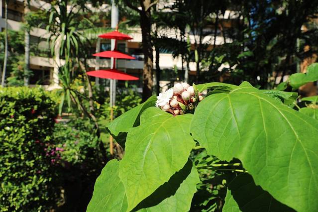 芭堤雅绿洲水疗馆