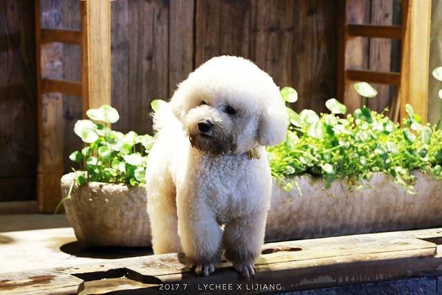 丽江古城-许愿亭