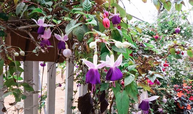 金马伦高原薰衣草园