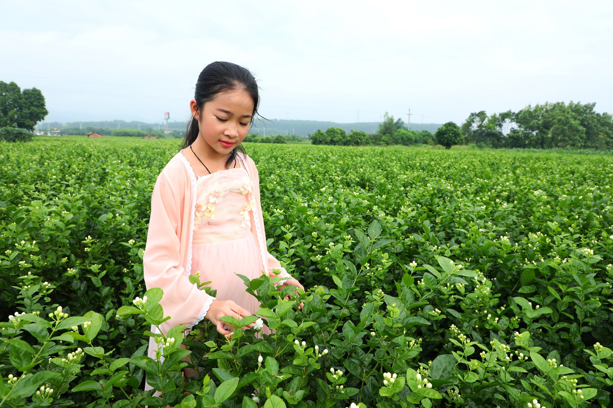 喝了这么多年茉莉花茶，终于在广西横县发现它的秘密