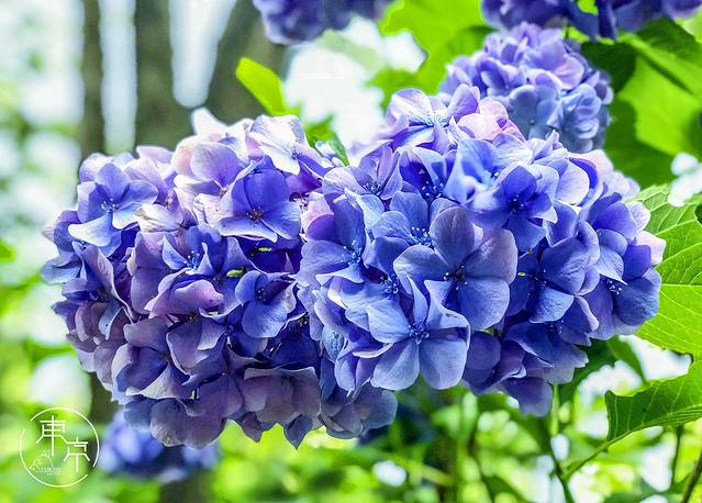 井之头恩赐公园