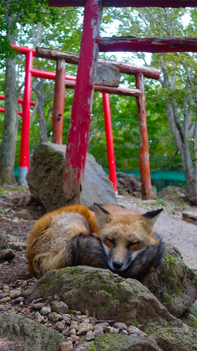 宫城藏王狐狸村
