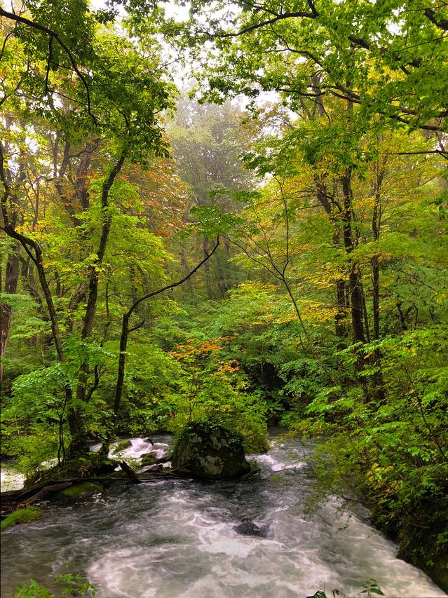 奥入濑溪流