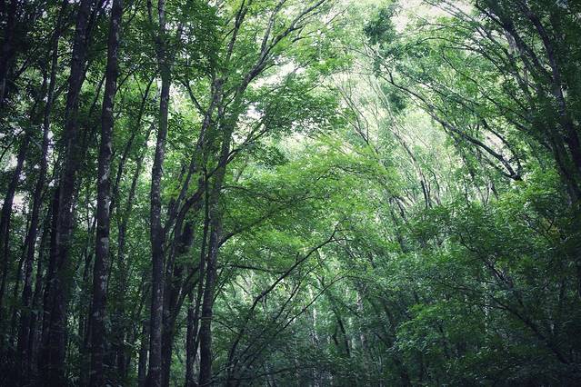 Mahogany人工森林