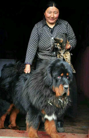 尼玛阿姨和藏獒察多还有猫咪