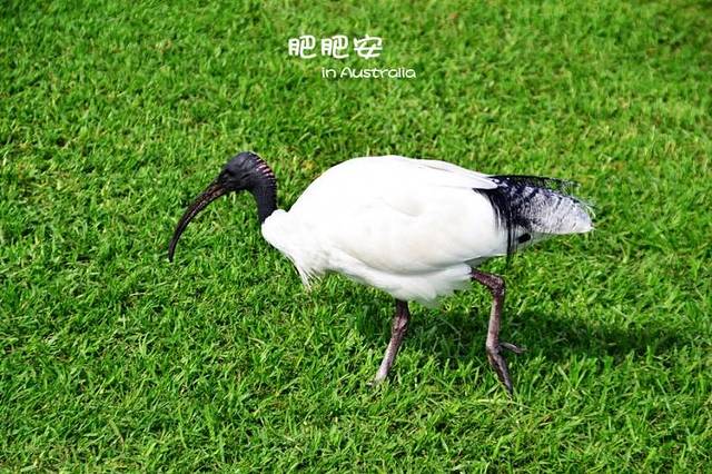 悉尼皇家植物园