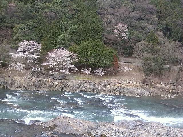 浪漫四月樱花现,动漫天堂秋叶原。