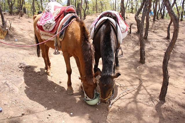 尤其是爬山的时候.唉. 不过小马儿的性格好温顺,乖乖