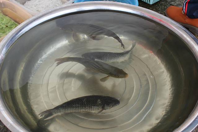 我们吃了一条洱海特有的弓鱼,水盆从下往上数第二条,现杀现烤,味道