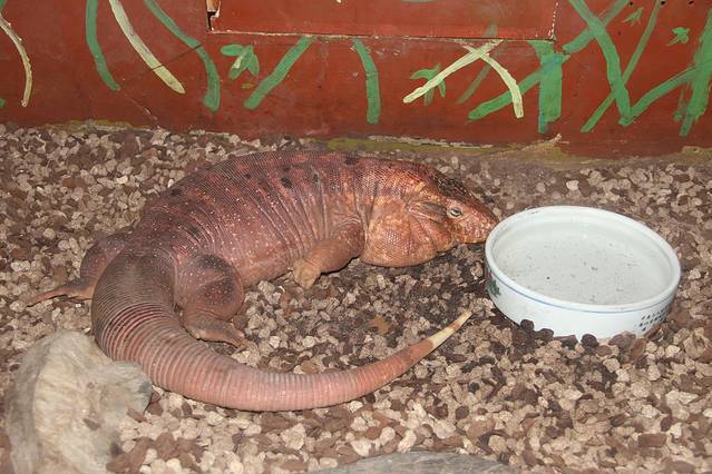 上海大自然野生昆虫馆（东方明珠•爬宠昆虫探索中心）