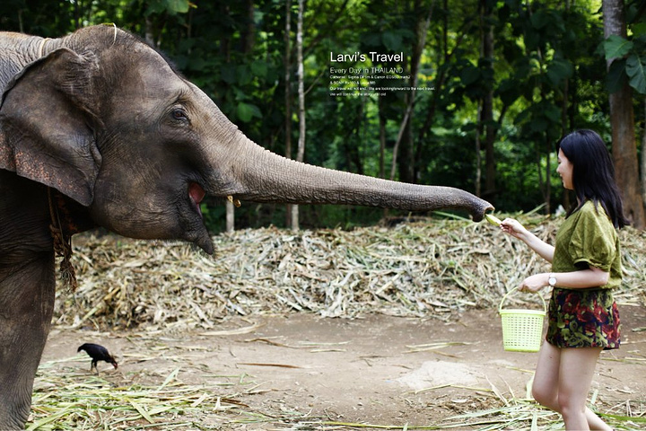 大象伸长了鼻子取食,脚下不远还有只小鸡骑大象穿越清迈的原始森林