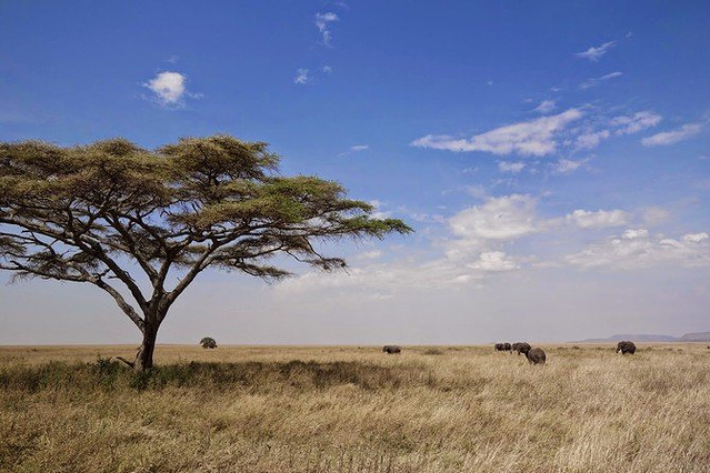 天国之渡,狂野东非