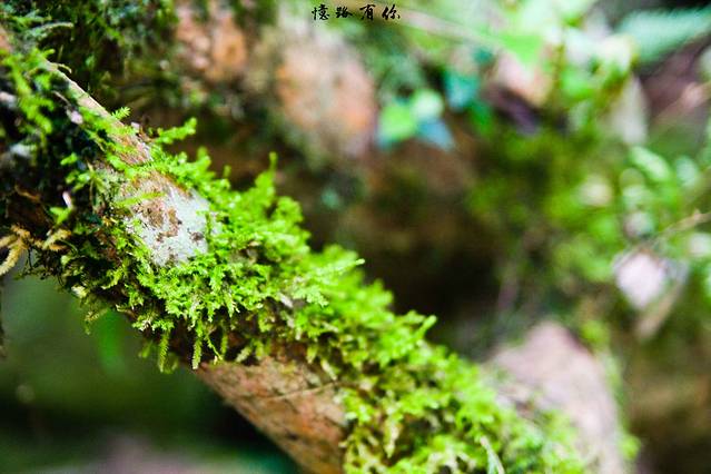 荔波大七孔景区