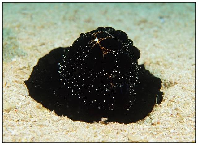 菲律宾妈妈帕丝瓜照片大观