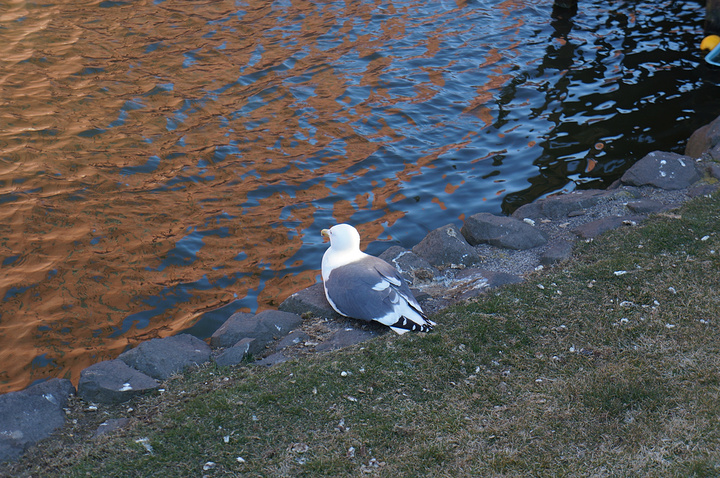 允许的,凉凉的水,我抡起袖子去体验了一把,就像