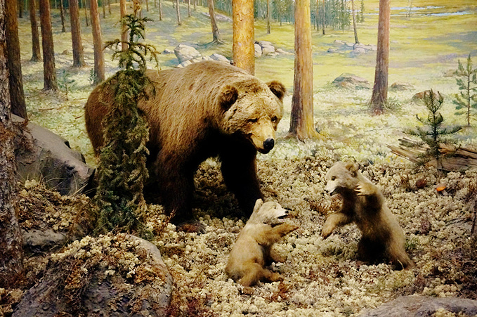 摩尔曼斯克州立博物馆图片