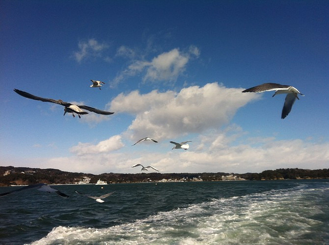 21美丽的松岛 不愧日本三景之一 海鸥追着游船飞 松岛 离仙台40分钟车程 日本三景之一 美丽的海岛 松岛 评论 去哪儿攻略