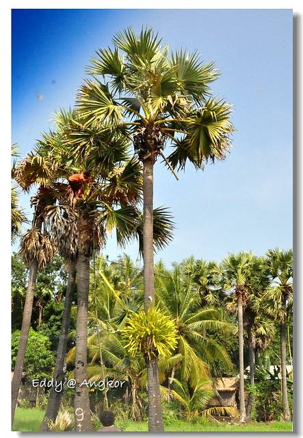 马六甲/暹粒/曼谷十一日游