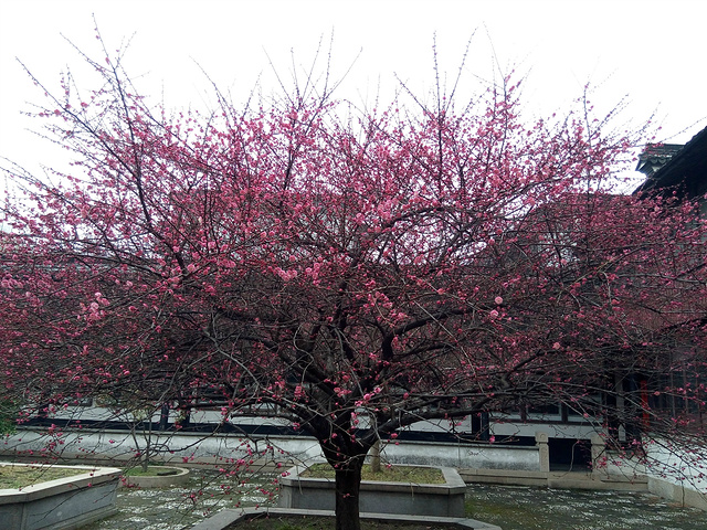 2017早上去上海旅游集散中心,乌镇的票票木有