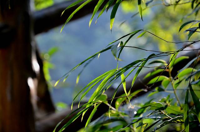 十万大山国家森林公园