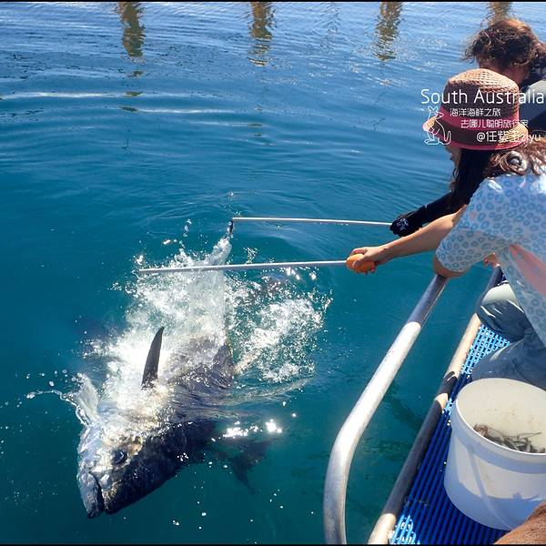 之旅,和被称之为"海洋蓝箭"的南方蓝鳍金枪鱼一起游泳以及为它们喂食!