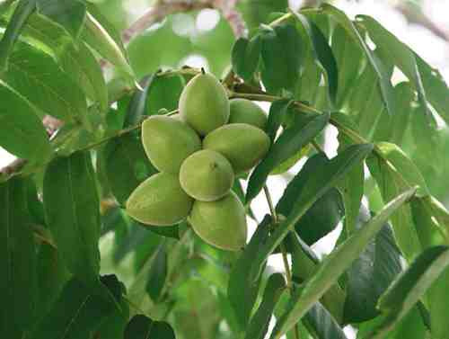 九龙川自然保护区