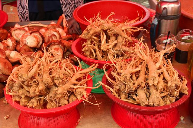 江华岛人参中心